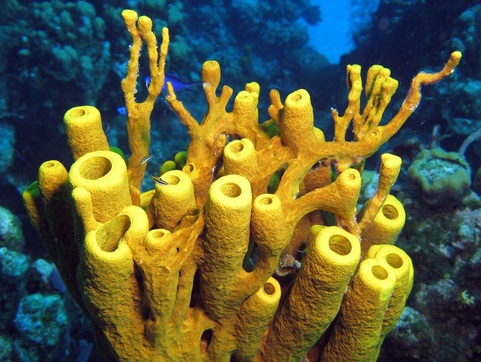 Yellow Tube Sponge (Aplysina fistularis) - The Digestive System
