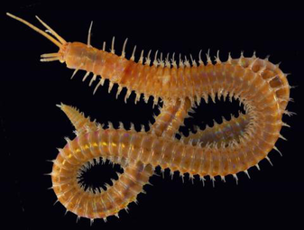 Polychaete - The Digestive System