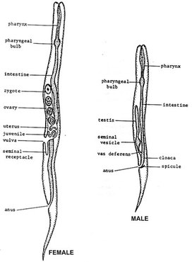Vinegar Eels (Turbatrix aceti) - The Digestive System phylum arthropoda diagram 